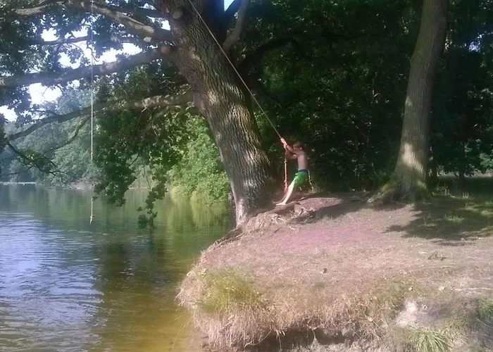 Daire Zauneidechse Im Sternenpark *