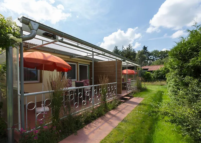 Zauneidechse Im Sternenpark Daire Lochow